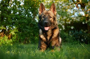 B Vitamins in Pets