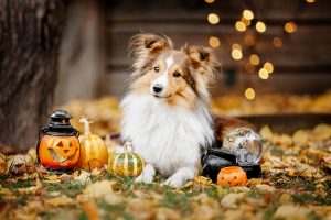 Halloween Pet Safety Checklist