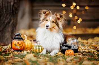 Halloween Pet Safety Checklist