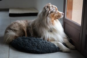 Separation Anxiety in Dogs