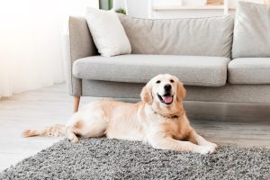 NutriScience Guide to Calming Dogs