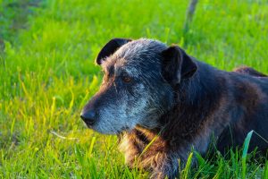 Caring for Your Senior Pet NutriScience