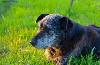 Caring for Your Senior Pet NutriScience