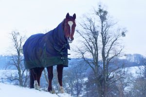 Winter Care Tips for Horse Owners