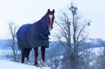 Winter Care Tips for Horse Owners