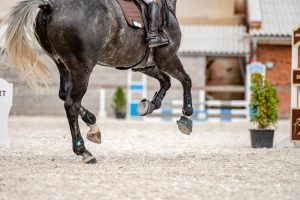 Joint Supplementation Guide for Horse Owners
