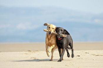Summer Pet Care