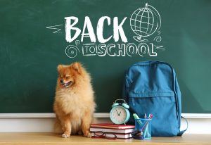 Pet Parent Back to School Tips
