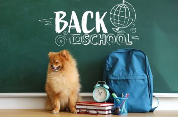 Pet Parent Back to School Tips