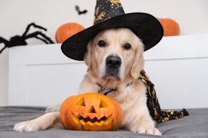 Halloween Pet Safety Guide